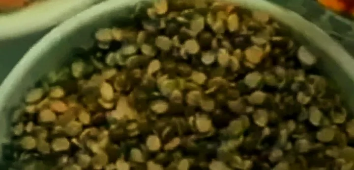 Urad